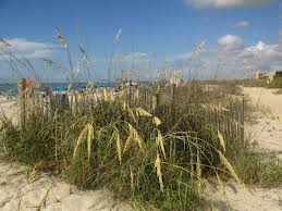 myrtle beach sea oats shore line